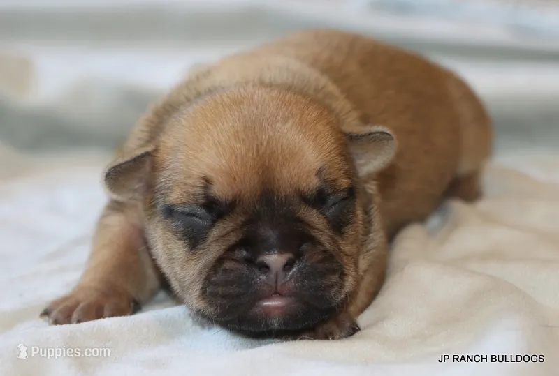 Chipper – French Bulldog puppy for sale in Dallas, TX