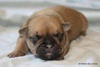 Chipper, a male French Bulldog for sale in Dallas, TX – 1 of 10