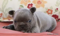 Nelly, a female French Bulldog for sale in Dallas, TX – 5 of 10