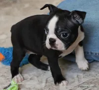 Cleo, a female Boston Terrier for sale in Dallas, TX – 3 of 10