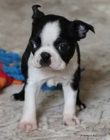 Minnie, a female Boston Terrier for sale in Dallas, TX – 5 of 10