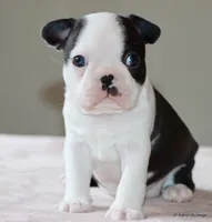 Lia, a female Boston Terrier for sale in Dallas, TX – 4 of 10