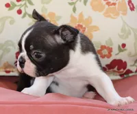 Venus, a female Boston Terrier for sale in Dallas, TX – 6 of 10