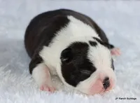 Marshall, a male Boston Terrier for sale in Dallas, TX – 2 of 10