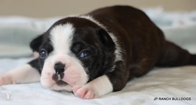Ginger – Boston Terrier puppy for sale in Dallas, TX