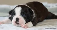 Ginger, a female Boston Terrier for sale in Dallas, TX – 1 of 10