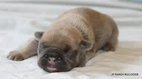 Bonnie, a female French Bulldog for sale in Dallas, TX – 2 of 10