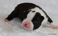 Davy, a male Boston Terrier for sale in Dallas, TX – 3 of 10
