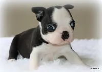 Charlie, a female Boston Terrier for sale in Dallas, TX – 7 of 10