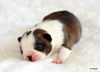 Angel, a female Boston Terrier for sale in Dallas, TX – 7 of 10
