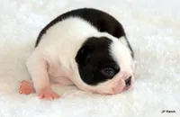 Anna, a female Boston Terrier for sale in Dallas, TX – 9 of 10