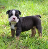 Luna, a female English Bulldog for sale in Dallas, TX – 9 of 10