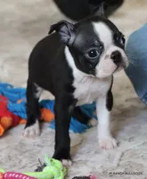 Cleo, a female Boston Terrier for sale in Dallas, TX – 6 of 10