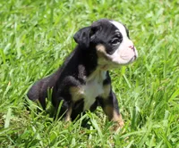 Luna, a female English Bulldog for sale in Dallas, TX – 7 of 10