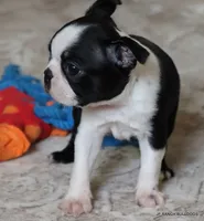 Minnie, a female Boston Terrier for sale in Dallas, TX – 4 of 10
