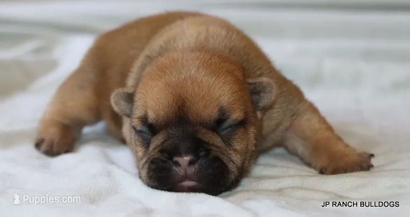 Sassy – French Bulldog puppy for sale in Dallas, TX