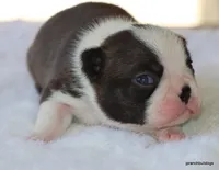 Maple, a female Boston Terrier for sale in Dallas, TX – Photo 10 of 10