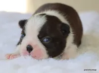 Maple, a female Boston Terrier for sale in Dallas, TX – Photo 3 of 10