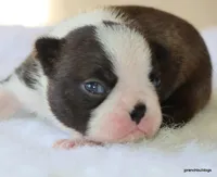 Maple, a female Boston Terrier for sale in Dallas, TX – Photo 8 of 10