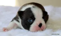 Maple, a female Boston Terrier for sale in Dallas, TX – Photo 1 of 10
