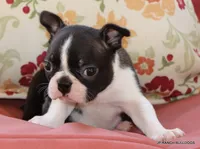 Venus, a female Boston Terrier for sale in Dallas, TX – 5 of 10