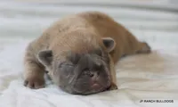 Honey, a female French Bulldog for sale in Dallas, TX – 8 of 10