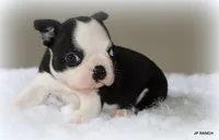 Charlie, a female Boston Terrier for sale in Dallas, TX – 6 of 10