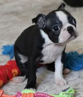 Cleo, a female Boston Terrier for sale in Dallas, TX – 10 of 10