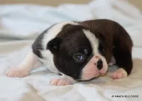 Venus, a female Boston Terrier for sale in Dallas, TX – 3 of 10