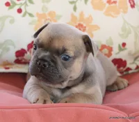 Honey, a female French Bulldog for sale in Dallas, TX – 4 of 10