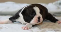 Ginger, a female Boston Terrier for sale in Dallas, TX – 9 of 10
