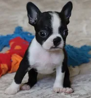 Kiki, a female Boston Terrier for sale in Dallas, TX – 3 of 10
