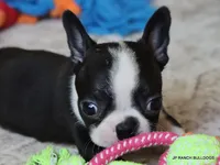 Kiki, a female Boston Terrier for sale in Dallas, TX – 5 of 10
