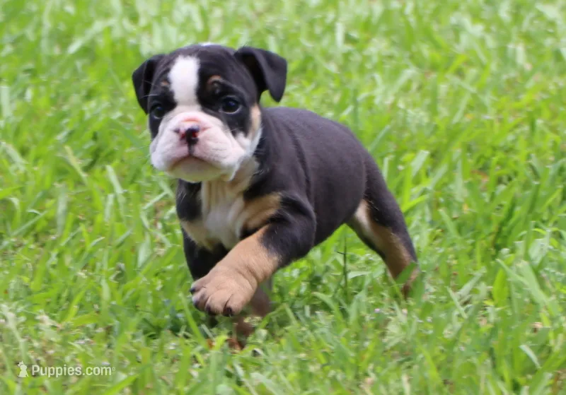 Luna – English Bulldog puppy for sale in Dallas, TX