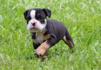 Luna, a female English Bulldog for sale in Dallas, TX – 1 of 10