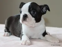Ruthie, a female Boston Terrier for sale in Dallas, TX – 9 of 10