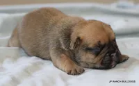 Chipper, a male French Bulldog for sale in Dallas, TX – 4 of 10