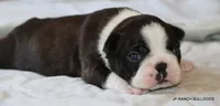 Ginger, a female Boston Terrier for sale in Dallas, TX – 10 of 10