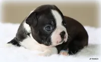 Ace, a male Boston Terrier for sale in Dallas, TX – 3 of 10