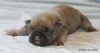 Bonnie, a female French Bulldog for sale in Dallas, TX – 7 of 10