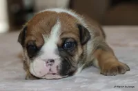 processed/bd1a1b26-e8a7-4cde-8e6b-a82d946fb78e/listing/c98ecf26-bfb3-4af0-b620-fc076eff8ebe/7702cd78-1c16-4095-ab46-0e550bb70834