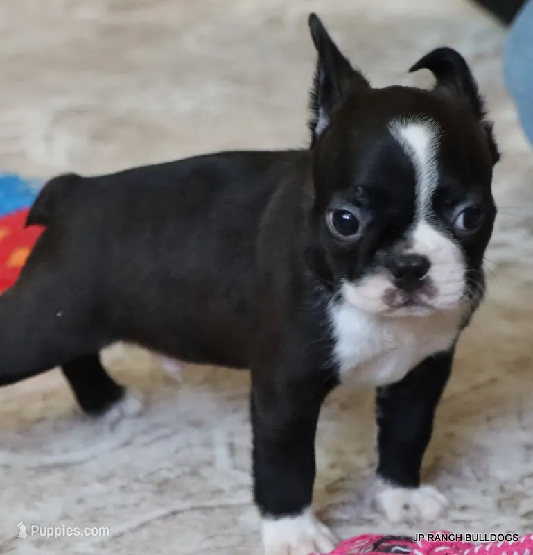 Mo – Boston Terrier puppy for sale in Dallas, TX
