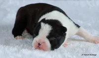Elliot, a male Boston Terrier for sale in Dallas, TX – 4 of 10