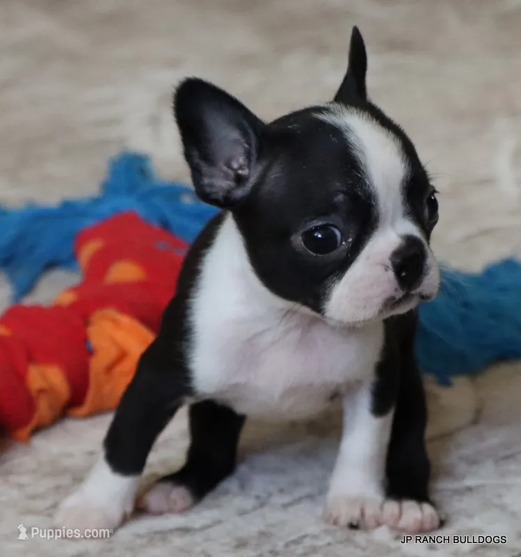 Kiki – Boston Terrier puppy for sale in Dallas, TX