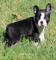 Elliot, a male Boston Terrier for sale in Dallas, TX – 9 of 9