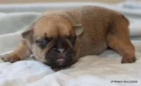 Chipper, a male French Bulldog for sale in Dallas, TX – 5 of 10