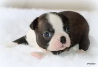 Doc, a male Boston Terrier for sale in Dallas, TX – 6 of 9