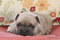 Bonnie, a female French Bulldog for sale in Dallas, TX – 3 of 10