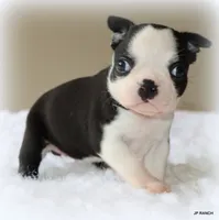 Charlie, a female Boston Terrier for sale in Dallas, TX – 8 of 10