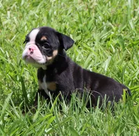 Lilly, a female English Bulldog for sale in Dallas, TX – 7 of 10